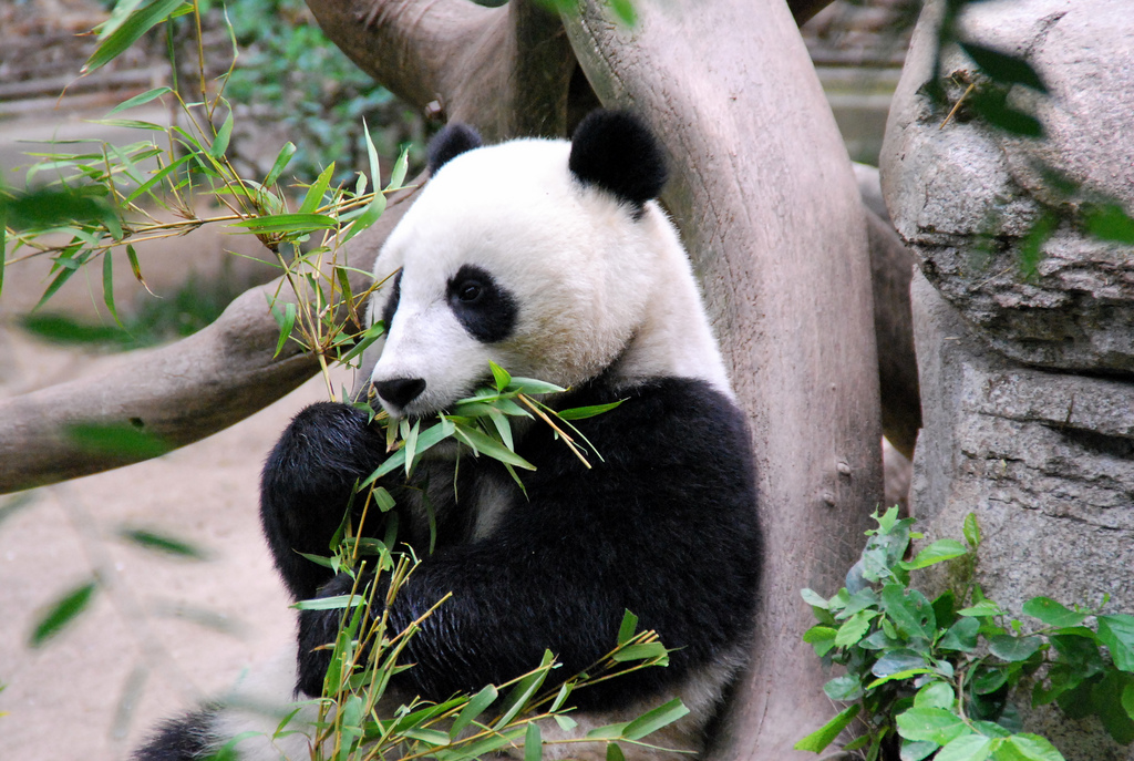 Чем питается панда. Панда Bamboo. Большая Панда с бамбуком. Панда хавает бамбук. Панда есшая бамбук.