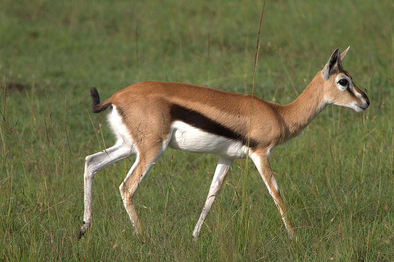 https://upload.wikimedia.org/wikipedia/commons/2/2a/Thomson%27s_Gazelle_-_Masai_Mara_Park_-_Kenya.jpg