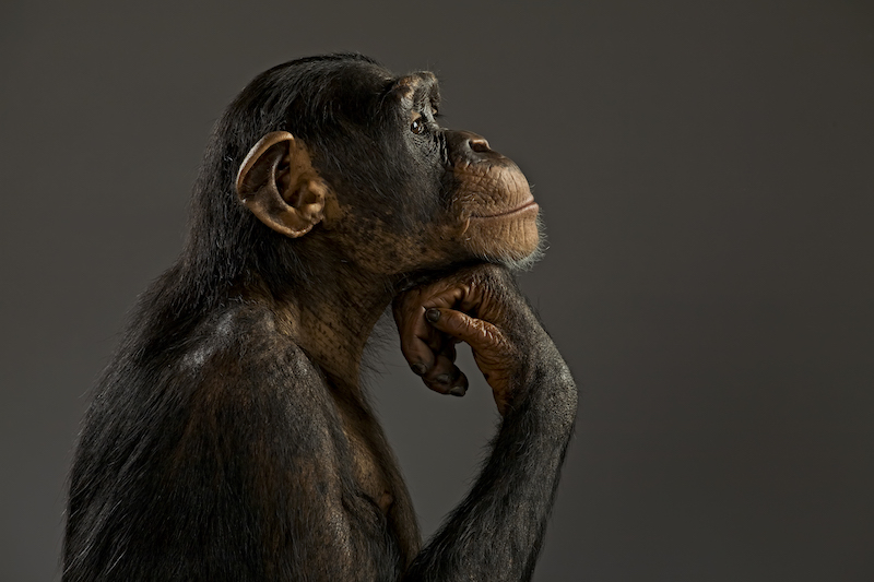 In zijn boek Verliefd op je klant stelt bioloog Patrick van Veen dat we best wat meer voorbeeld mogen nemen aan het dierenrijk als het gaat om klantrelaties. Wat kunnen we van welke dieren leren? Definieer de relatie ‘Weet wat voor relatie het is voordat je hem aangaat. Als je een gorilla bent, dan moet je iemand ook als een gorilla verleiden. Zien zij een vrouw die ze willen verleiden, dan stappen ze erop af en geven haar een flinke klap. Doet een chimpansee dat bij een vrouwtje, dan krijgt hij een klap terug. Die moet meer in de weer met smakkende lippen en uitgestrekte armen. Verleiden is maatwerk, waarbij gekeken moet worden naar verwachtingen.’ Vlooi ‘Berberapen besteden vaak wel twee uur per dag om elkaar te vlooien. Het gaat hierbij om het opbouwen van een relatie. De structuur van de groep is vrij complex, dus het is belangrijk om de relaties op te blijven bouwen. Dagelijks wordt deze relatie onderhouden: van het urenlang vlooien tot het kort in elkaars vacht kriebelen. Tijdens het verleiden is imponeren belangrijk, maar daarna komt de fase van onderhoud. Het zijn juist die kleine rituelen die relaties in stand houden.’ Leg contact ‘Honden lopen nooit langs elkaar zonder elkaar te begroeten. Soms snuffelen ze even aan elkaar achterwerk, op andere momenten blaffen ze, maar er is altijd een contactmoment. Ook non-verbaal staan ze altijd open voor signalen. Belangrijk, want wie een relatie aan wil gaan moet alert zijn op signalen van anderen.’ Wees aantrekkelijk ‘Pauwen moeten er continu tiptop uitzien om hun partner te imponeren en de concurrentie te laten zien dat zij het meest begeerlijk zijn. Aan de vacht of veren van een dier kun je opmaken hoe gezond ze zijn. Verdwijnt dat, dan betekent dat vaak dat dieren dood gaan. Pauwen zijn ook continu alert op hun omgeving en het plaatje dat anderen waarnemen. Zodra er een willekeurige andere vogel in de buurt komt, demonstreert de pauw zijn beste kant.’ Onderhoud de relatie ‘Dat zwanen in hun leven maar één partner hebben is een mythe, maar monogaam zijn ze zeker. De dieren zorgen voor elkaar, beschermen elkaar en wisselen de huishoudelijke taken af. De man kan natuurlijk geen eieren leggen, maar wel meer bescherming bieden en daarin blijven investeren. Vooral dat onderhoud van de relatie willen mensen nog weleens vergeten: wie investeert in een relatie, zal daar meer uithalen.’ Gooi procedures overboord ‘Jonge chimpansees worden niet geoorloofd om te paren, dat is enkel weggelegd voor de dominante, sterke mannen. Toch proberen de jongeren tegen alle regels in de vrouwen te verleiden met hun smakkende lippen en uitgestrekte armen. Hebben ze ze eenmaal uit de groep gehaald en verleid voor een vrijpartij achter de bosjes, dan zijn ze de man. Mensen zitten soms zo vast in regels en wetten, dat ze de relatie vergeten voorop te stellen.’ Neem jezelf en je klant serieus ‘Dat verleiden een hele serieuze zaak is, bewijzen leeuwen. Zwakke mannetjes die niet opkomen voor vrouwen of ze verdedigen, hebben twee risico’s: er komt een concurrent langs of ze worden verlaten door de vrouw des huizes omdat ze niet meer voldoen aan de eisen. In de fase van verleiden zit het calculatieprincipe: je vindt iemand aantrekkelijk, maar is diegene niet veel te hoog gegrepen voor jou? De kleur van de manen wordt bepaald door de mate van agressie van een leeuw. Donkere manen wijzen op een hoge lichaamstemperatuur en meer hormonen. Heeft een man lichte manen en kan hij zijn vrouwtjes niet beschermen? Grote kans dat de vrouwtjes hem uiteindelijk vermoorden. Genoeg reden om de relatie serieus te nemen.’ Verras je klant ‘Verschillende meeuwensoorten brengen voor hun vrouwelijke equivalent een visje mee om haar te verleiden. Er zit een verrassingselement in deze actie, maar tegelijkertijd laat het zien dat je aandacht voor iemand hebt. In de natuur gaat het zelfs nog een stapje verder: het is een demonstratie van je genen. De meeuw in kwestie is kennelijk zo goed in jagen dat hij genoeg vangt om te delen.’ Toon energie en passie De Hanuman Langoer is een aap die vooral in verstedelijkte gebieden in Azië voorkomt. Een van de eerste dingen die ze doen als ze ‘s ochtends wakker worden, is wild rondspringen op de golfplaten die daar veelal als daken worden gebruikt. Het lawaai dat daarbij vrijkomt is een teken van hun energie: erg aantrekkelijk voor vrouwen. Het komt nog maar wat vaak voor dat je een uitgebluste verkoper ziet in een winkel, terwijl juist energie aantrekkelijk is in het spel der verleiding.’ Doe je werk ‘Een principe dat in de hele dierenwereld te zien is: je moet je taak vervullen. Een baviaan moet de groep verdedigen, voor een hengst idem. In de biologie is er nog nooit iemand geweest die zei dat hij even geen zin had om voedsel te gaan zoeken. Als je geen zin hebt, is er een grote kans dat je de volgende dag dood bent. Als je niet op zoek gaat naar voedsel, heb je morgen honger. Je moet je werk gewoon doen.’ Verliefd op je klant is verkrijgbaar via Managementboek.