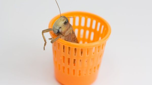 Als je een huis zonder dak tekent, heel simpel, gewoon vier lijnen die je met elkaar verbindt, dan krijg je een vierkant, een blok. Soms gumt iemand een van die lijnen uit, de ene keer langzaam, de andere keer snel, maar de boel dondert onherroepelijk in elkaar, of valt in elk geval om. Je moet blijven tekenen, de lijnen keer op keer overtrekken. Soms heb je daar hulp bij nodig. Ik in ieder geval wel. Mijn lijnen zijn te dun. Ik teken te voorzichtig. Dat is niet altijd zo geweest, maar als alles steeds weer instort, krijg je op een dag genoeg van het puin. Ik wil het niet vóór zijn. Ik kan het niet vóór zijn. Ik ben er simpelweg mee gestopt opnieuw te beginnen. Ik trek wel lijnen, dat is hoe het gaat, maar ik ben mijn overtuiging kwijt. Het begint keer op keer zo: Er is altijd eerst champagne. Het eerste huis, een voorgenomen huwelijk, een nieuwe baan, een contract. De champagne werd op tafel gezet, de kurk tegen het plafond geschoten. We stonden rechtop en hieven onze glazen. We dronken op de vooruitgang. Op kantoor zeiden de mannen dat het tijd was voor grotere stappen, hogere bonussen, meer geld. Tot op de laatste druppel dronken we de flessen leeg en ik dacht dat ik had gekregen waar ik altijd van gedroomd had. Dat mij was toegekomen waar ik in zekere zin recht op had. Niet dat ik iemand ben die denkt dat ze recht heeft op iets, maar toch: bepaalde zaken leken me vanzelfsprekend. Mensen zien van elkaar waartoe ze in staat zijn, iemand had gezien waar ik toe in staat was, wie ik kon zijn. Ik dronk en lachte en op het toilet stiftte ik mijn lippen rood, ik belde mijn man terwijl ik mezelf in de spiegel bekeek en hij nam op en ik zei: ‘We gaan uit eten.’ We fietsten samen door de stad, door de nacht. En terwijl ik dacht dat er iets begonnen was, was er iets geëindigd. (En hier, precies op een tussenmoment, is iets gebeurd, moet iets gebeurd zijn, iets waar ik geen weet van heb. Ik kan alleen maar gissen. Dat is niet door de champagne gekomen. Ik weet eerlijk gezegd nog altijd niet wat zich hier heeft afgespeeld. Ik at asperges in ham gerold. Ik dronk witte wijn en lachte naar mijn man. Ik voelde me licht. Nu wantrouw ik dat gevoel. Ik eet geen asperges meer.) De volgende dag werd ik bij dezelfde mensen geroepen. De lege flessen stonden nog op tafel. De sporen van het feest waren nog niet uitgewist, de alcohol zat nog in mijn bloed. Mij werd een stoel gewezen. Als anderen vinden dat je even moet gaan zitten, weet je wel hoe laat het is. Mijn baas zei: ‘We kunnen niet samen verder.’ Hij knipperde snel met zijn ogen. ‘Je hoeft niet meer te komen.’ (Ik voelde me opnieuw licht. Het leek zo licht, allemaal. Ik deed eindelijk wat ik wilde. Hij deed wat hij wilde. Later, toen ik les ging geven, zag ik: kinderen doen wat ze willen, ouders vinden het goed. Als ik zeg dat ik me daar zorgen over maak zeggen de mensen: ‘Niet iedereen kan doen wat jij wilt.’ Ik wil alleen overleggen. Niemand heeft met mij overlegd. Ze riepen me bij zich om champagne te drinken. Ze riepen me bij zich om afscheid te nemen. Misschien dat het nieuwe contract hun die mogelijkheid gaf.) Ik lachte naar mijn baas vanwege de situatie. Hij lachte niet terug. Hij schoof een paar formulieren over tafel en zei: ‘Je kunt dit nu tekenen of we krijgen problemen.’ Problemen wilde ik niet. Nog altijd snap ik niet wat er in vierentwintig uur kan veranderen. Mijn man zegt: ‘Om iets honderdtachtig graden te doen kantelen heb je geen vierentwintig uur nodig, lieverd. Eén seconde is genoeg.’ De kat ligt in de zon en rekt zich uit. Even lijkt alles goed. Dan weet ik weer wat er is gebeurd. ’s Nachts, als ik me een aantal keer achter elkaar omdraai, vraagt mijn man, zijn ogen nog altijd dicht, of alles goed is. Ik voel zijn behaarde arm en kijk naar de ruggen van de boeken op mijn nachtkastje. Even is alles stil. Ik zeg dat alles goed gaat, dat hij zich geen zorgen hoeft te maken. Dat ik weet dat er ergere dingen zijn. Hij vraagt nog: ‘Weet je het zeker?’ Ik denk aan de lijnen die een verbinding met elkaar aangaan, elkaar overeind houden. Ik trek een lijn van hem naar mij en zeg: ‘Geen zorgen. Ik ben sterk.’ Iedereen is daarin gaan geloven. Zelf weet ik het niet. Als de zon nog niet eens op is, sta ik beneden in mijn duster melk op te kloppen. En dan begint het boren. De buren zijn aan het verbouwen; de naaste omgeving van het huis is afgezet met rood-witte bouwlinten. Ze boren en slopen muren weg. Ze wissen lijnen uit. Als ik hardop praat, kan ik mezelf niet verstaan. Zelfs mijn gedachten kan ik niet verstaan, als ik probeer na te denken trilt het geluid van de machines mijn gedachten weg. (Mijn dochter staat bij het raam, het licht valt heel mooi naar binnen, ik zie hoe jong haar huid is, hoe alles nog gaat gebeuren. Ze vraagt: ‘Mam, wat was er nou allemaal aan de hand? Moet je er niet over praten?’ Wat ik nooit uit zou kunnen leggen, nooit zou kunnen begrijpen: er was niets aan de hand. Er hoeft niets aan de hand te zijn. Tegen mijn dochter wilde ik zeggen: ‘Je begrijpt niet altijd alles.’ Ik had haar willen vragen: ‘Wat denk jij?’ Misschien was ik bang voor haar antwoord. Ik ben bang geworden. En dat ben ik niet. Zo hoor ik niet te zijn.) Natuurlijk ben ik na de dag van de champagne doorgegaan met mijn leven. Ik kende een directeur die weer een andere directeur kende die mij kende. Ik trok mooie kleren aan voor het kennismakingsgesprek en ik vertelde de directeur alles wat ik wist. Ik weet veel. Ik gun het mezelf simpelweg niet om minder te weten. In de klas (ik wilde niet meer aan een bureau zitten, ik wilde de mensen in hun ogen kijken) zei ik tegen de kinderen: ‘Als je wat te vragen hebt, moet je dat tijdens de les doen.’ Ik zei ook: ‘Geen kauwgom.’ Dat leken me normale dingen om te zeggen. Nu weet ik niet meer wat normaal is en wat niet.  De laatste schoolbel voor de vakantie ging hard en schel en ik zei: ‘Tot volgend jaar.’ Ik wist dat de tijd voor een puber het hardst gaat, dat ze terugkomen als andere mensen. Dat ik na de zomer opnieuw moest beginnen, zoals ik al zo vaak opnieuw was begonnen, alsof ik nieuwe namen moest leren, nieuwe gezichten. Het was mijn gezicht dat veranderde. Tijdens de vakantie zag ik dat mijn baan op internet stond. Ze zetten tegenwoordig alles op internet. Ik dacht: dit is een vergissing. Steeds gebeuren er dingen achter je rug. Opnieuw. Ik dacht: mijn leven is een loop, maar geen mooie, zoals de Canto Ostinato. Ik dacht aan een film over een hotel, ergens in Congo, dat leegstaat. Het hele dorp komt plinten uit het hotel jatten, wasbakken, spiegels, tapijtjes, zodat hun eigen huis er mooier op wordt. Er zijn pinguïns die elkaars eieren jatten. Je let even niet op en je bent kwijt wat je hebt. (Let dan ook op!) Niemand zegt: ‘Ik kom eraan.’ Niemand zegt: ‘Morgen begint het boren.’ Het begint gewoon. En meestal met champagne.