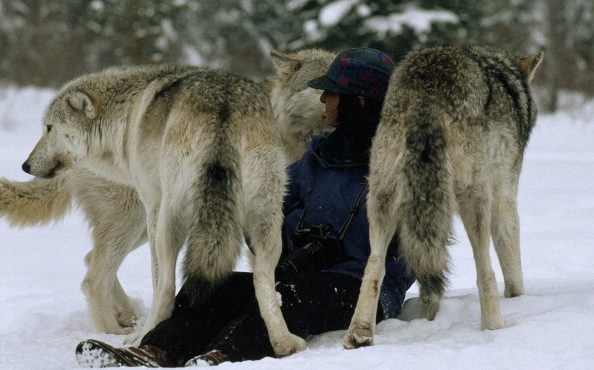 Kunnen we nu echt leren van wolven?