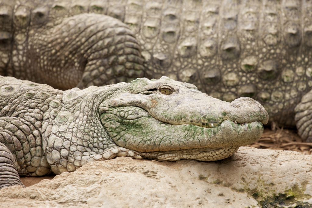 Rik Vera MT krokodil