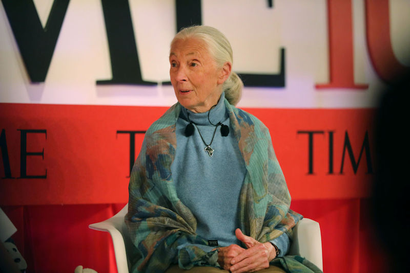 Leiderschap voor de toekomst volgens Jane Goodall: &#8216;Vind de juiste steun en doe wat nodig is&#8217;