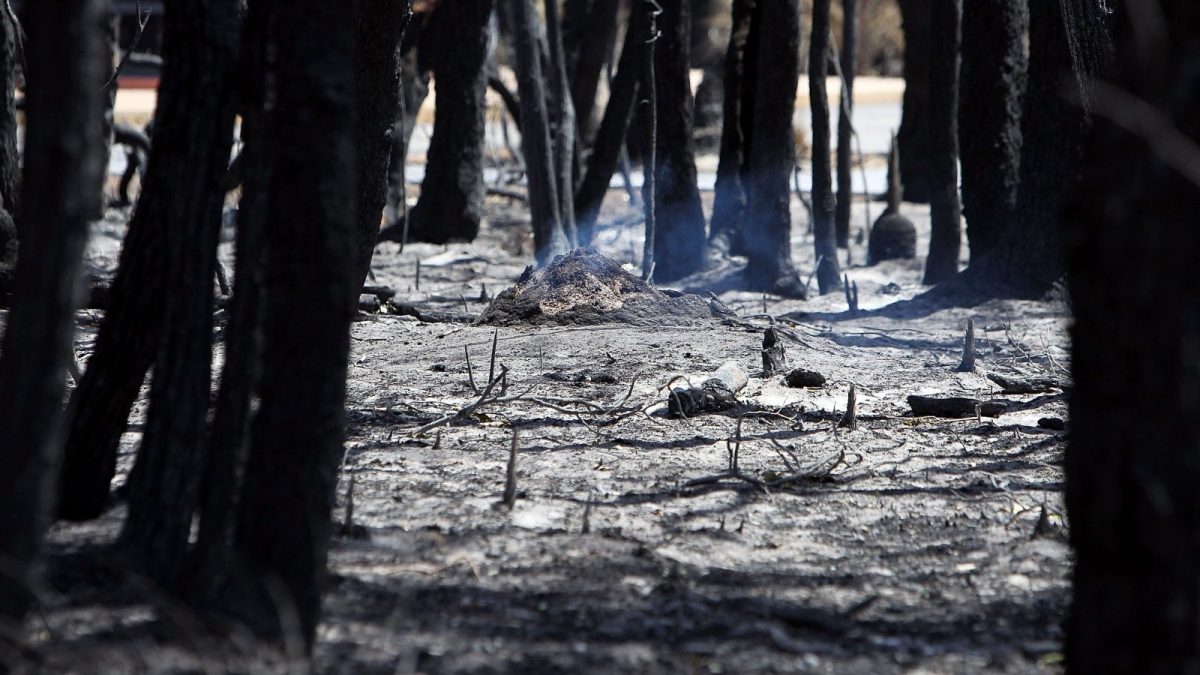 klimaatverandering bosbrand australie