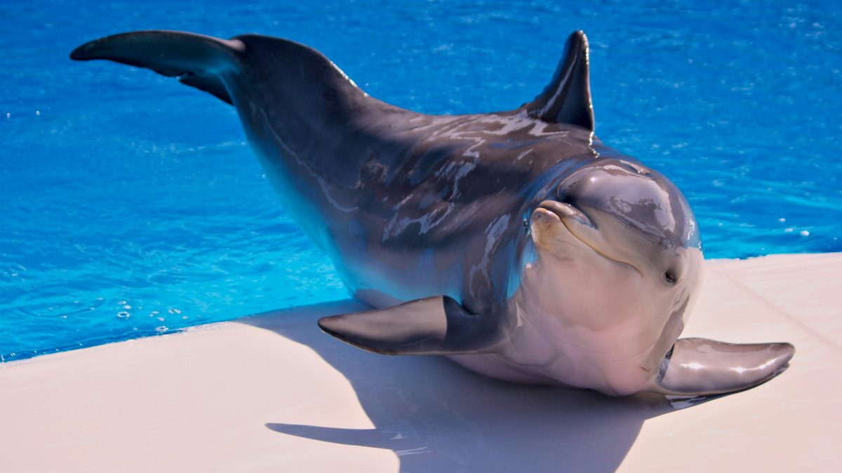 dolfijn agile werken