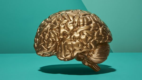 brein hersenen