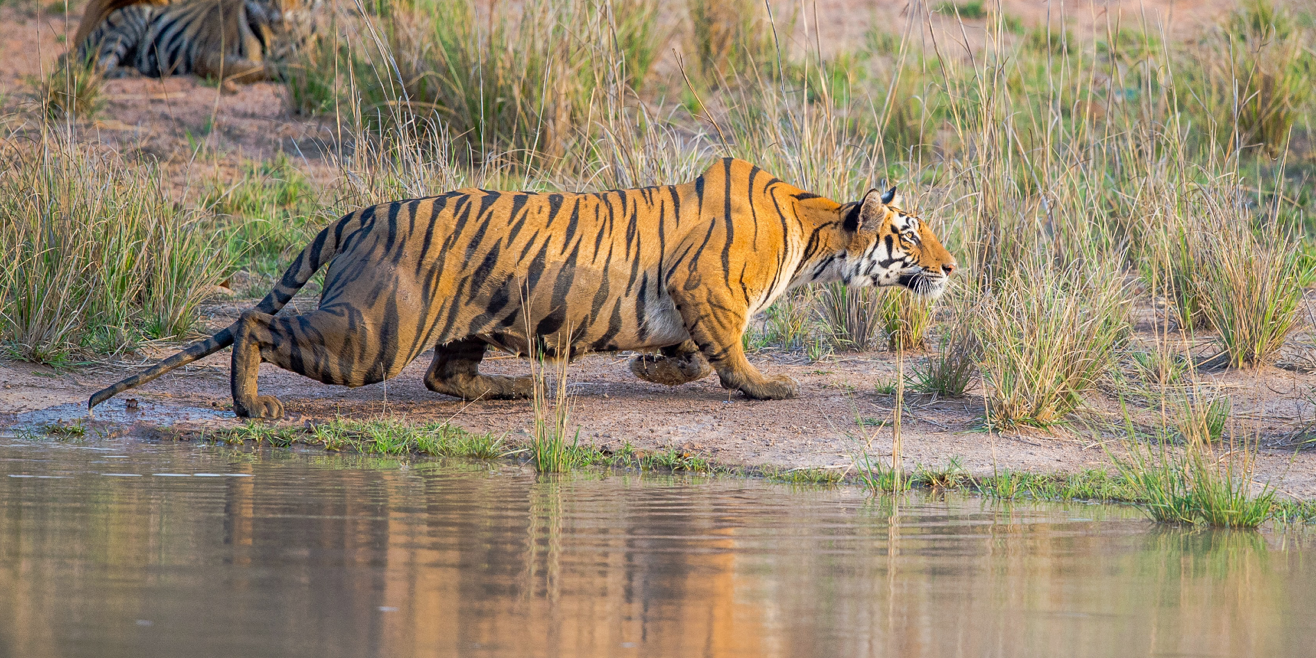 Tijger