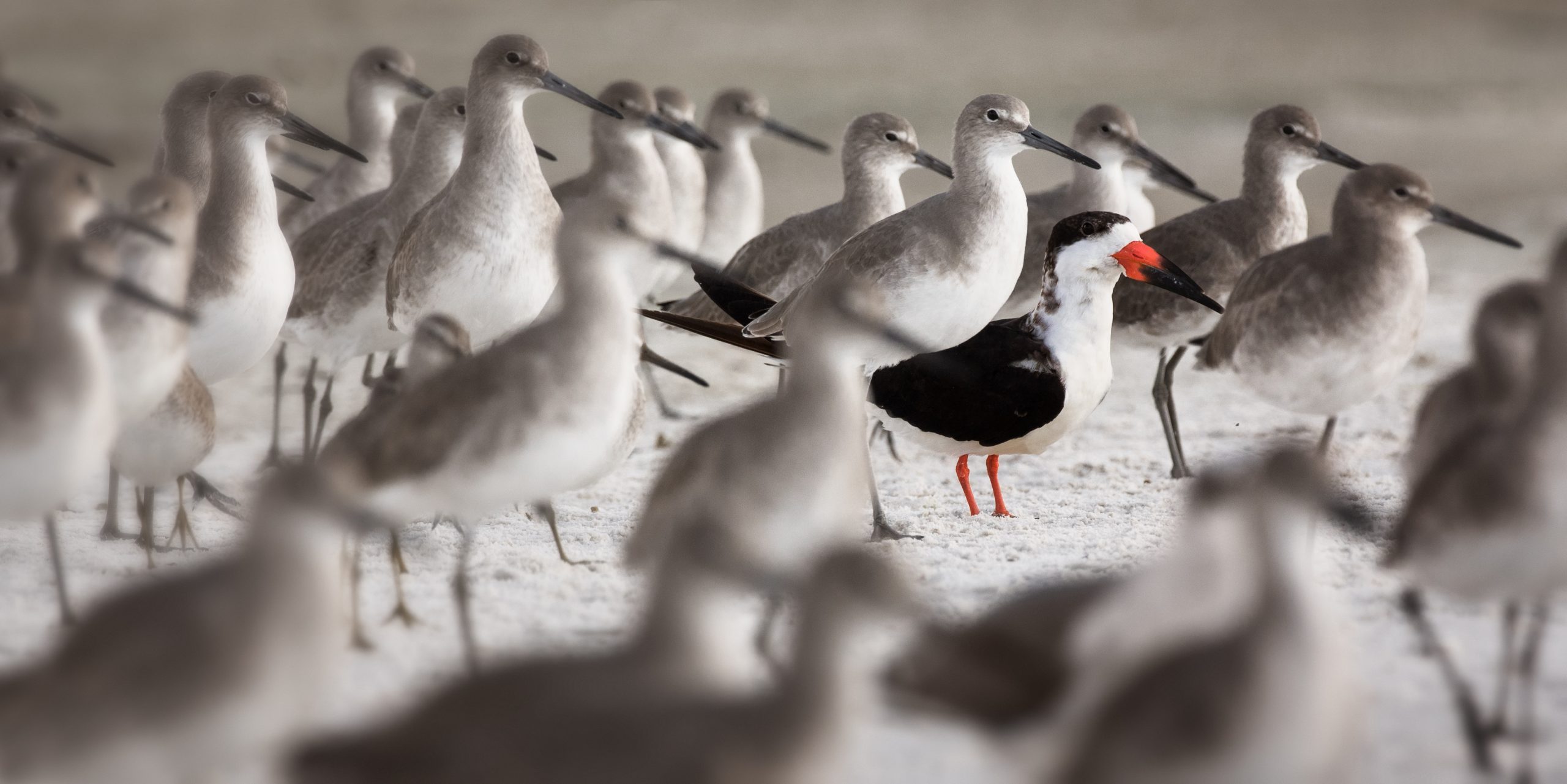 Vogels
