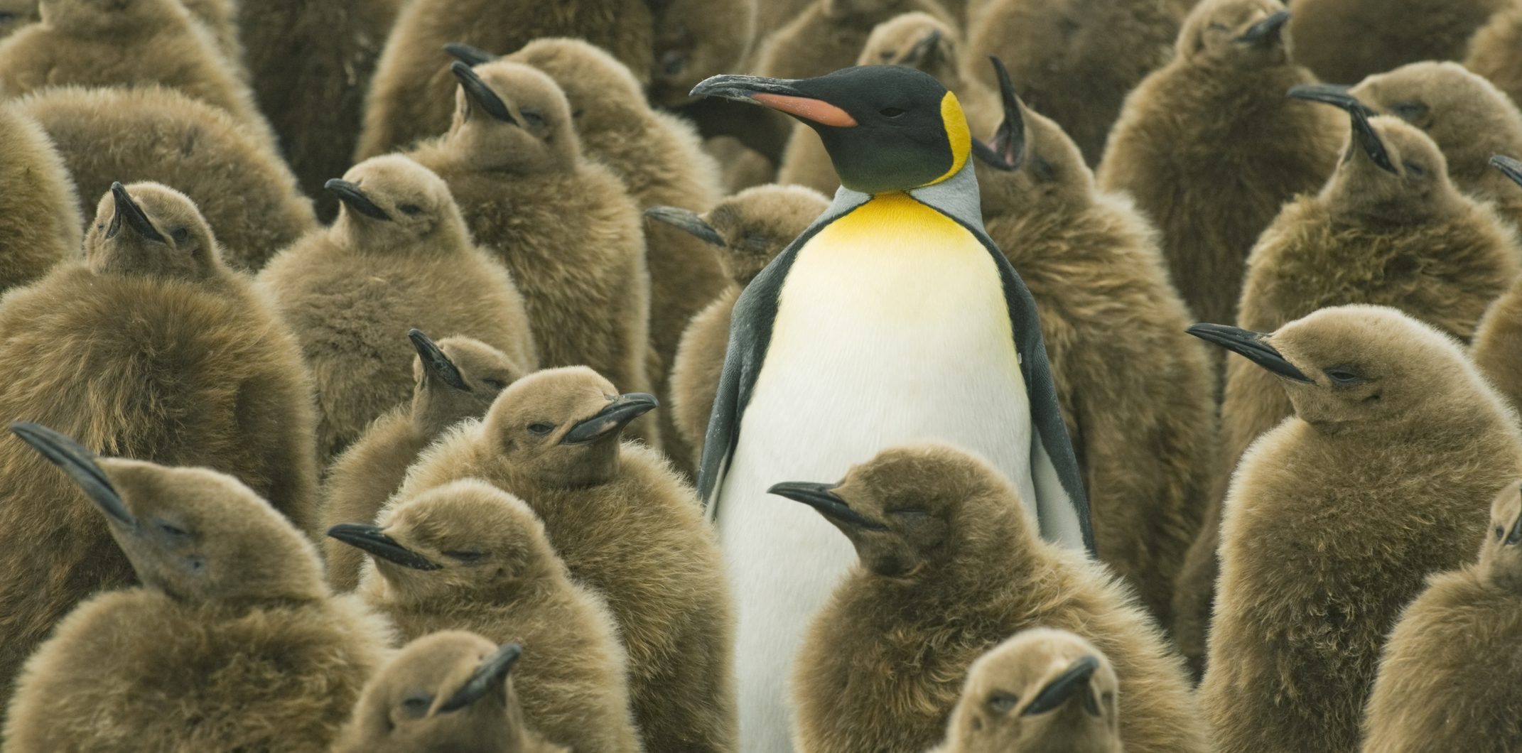 Leiders durven fouten toe te geven