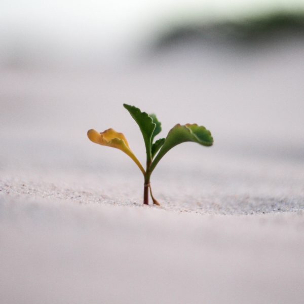 ‘Geen groei zonder goede strategie’