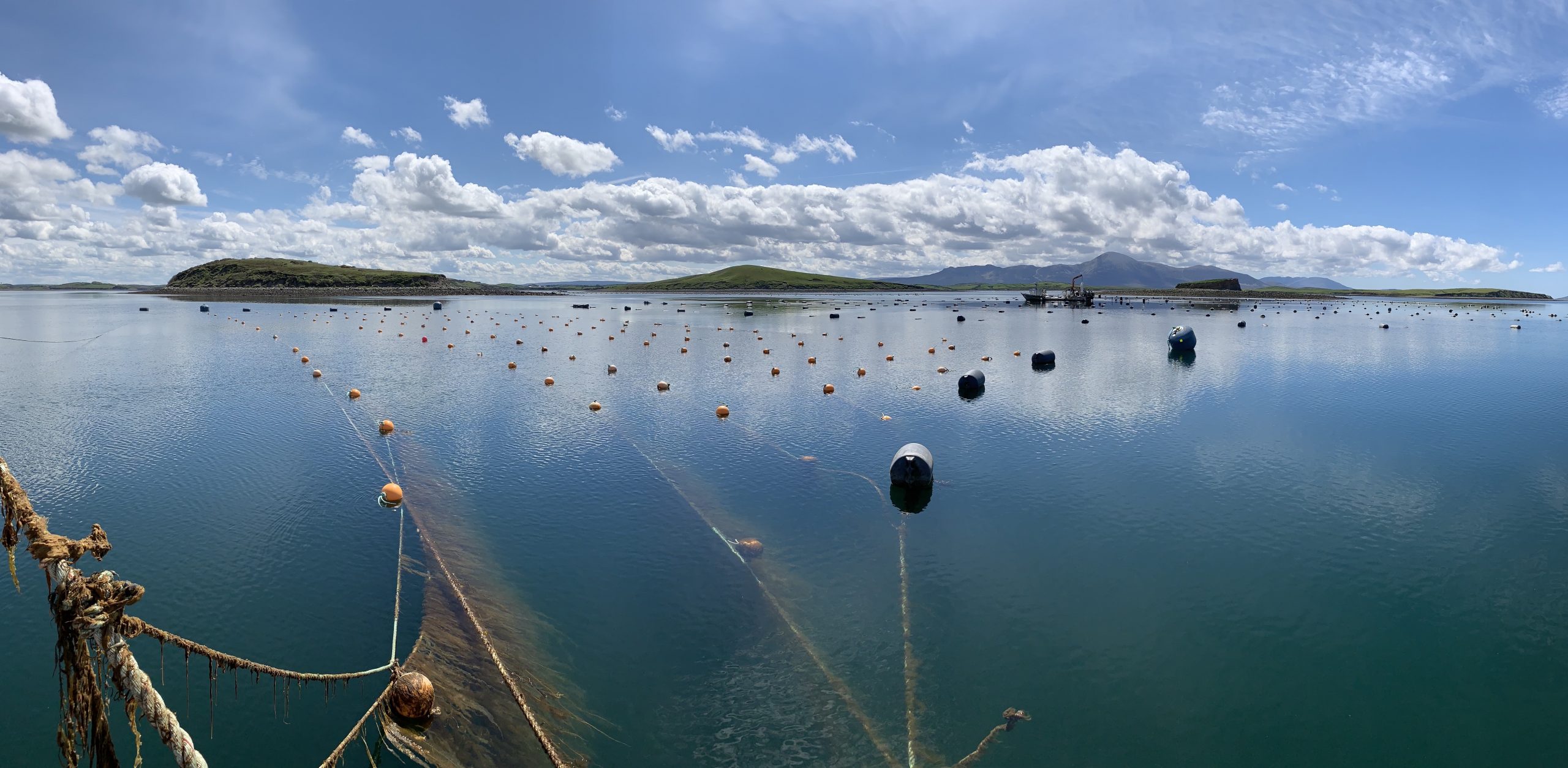Seaweed company studio scaleup
