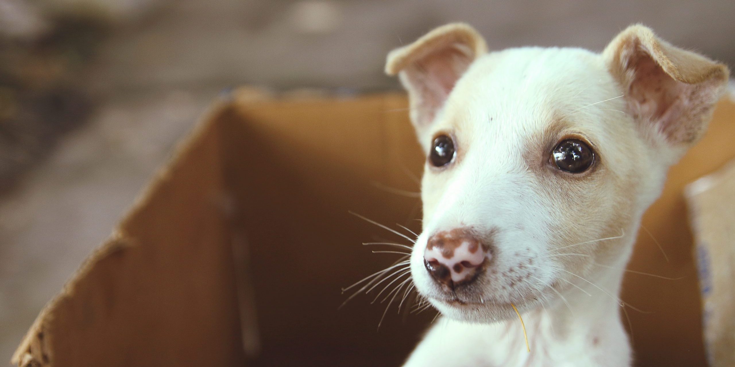 Puppy