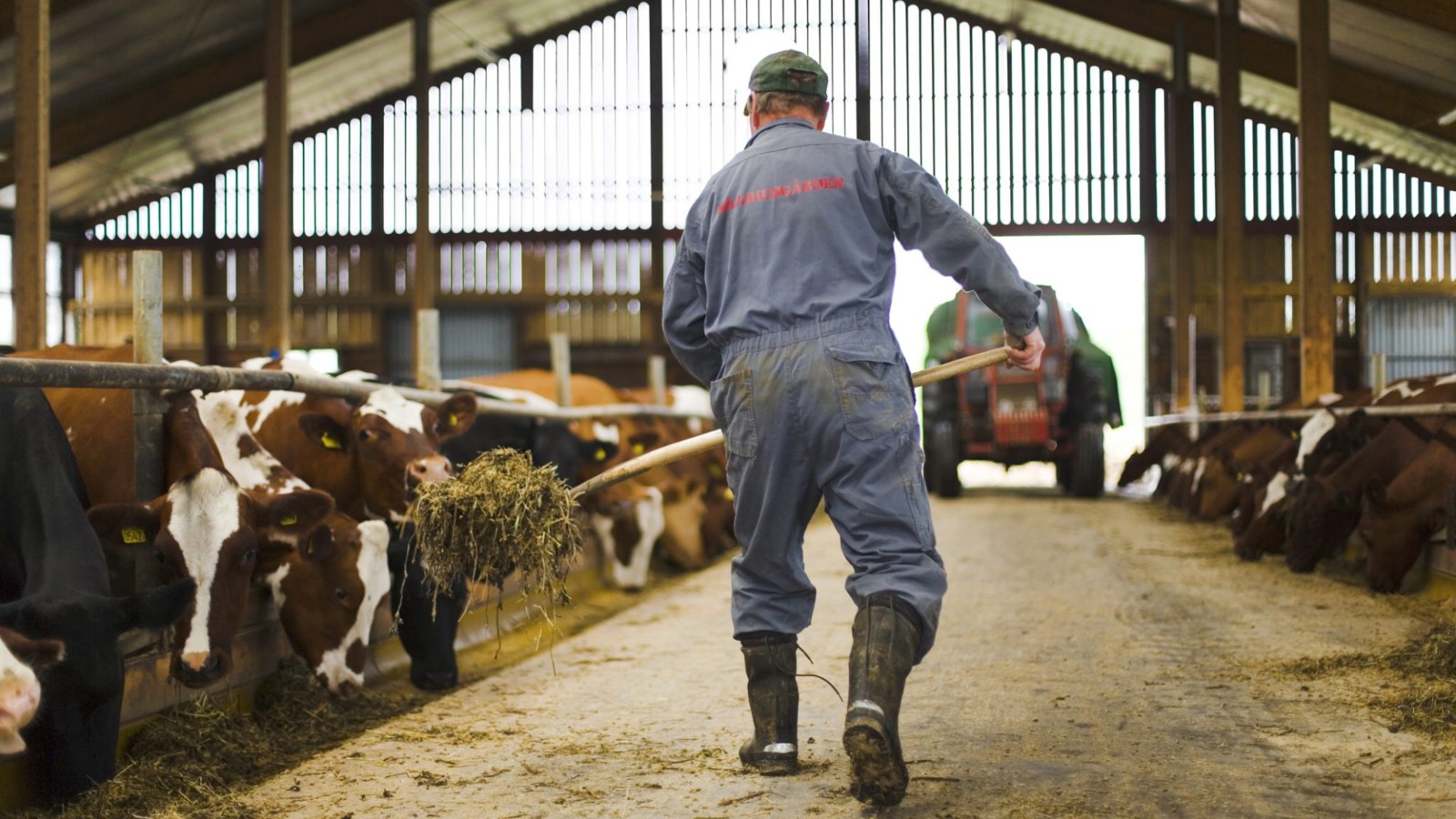 boer melkveehouder koeien