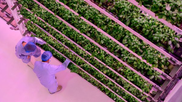 lidl schwarz gruppe vertical farm helmond