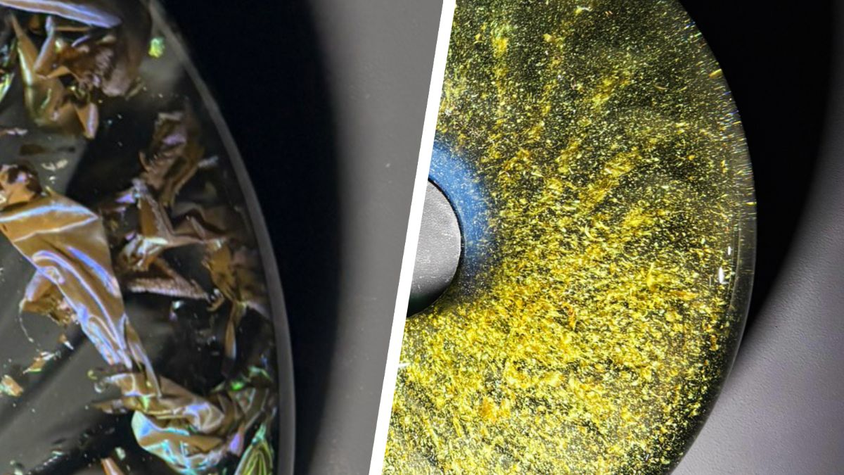 living colour bacterien verf