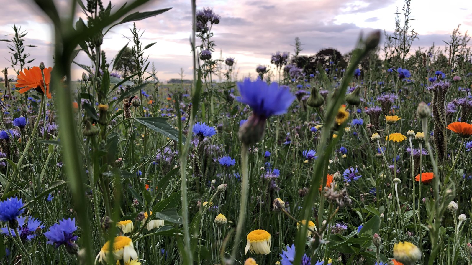 Wilder Land natuur